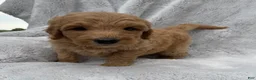 Goldendoodle dogs for sale: Rosy - Ad 4
