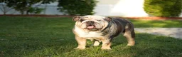 English Bulldog dogs for sale: Tesla - Ad 5