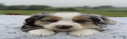 Mini Aussiedoodle dogs for sale: Mini Aussiedoodle 1 - Ad 5