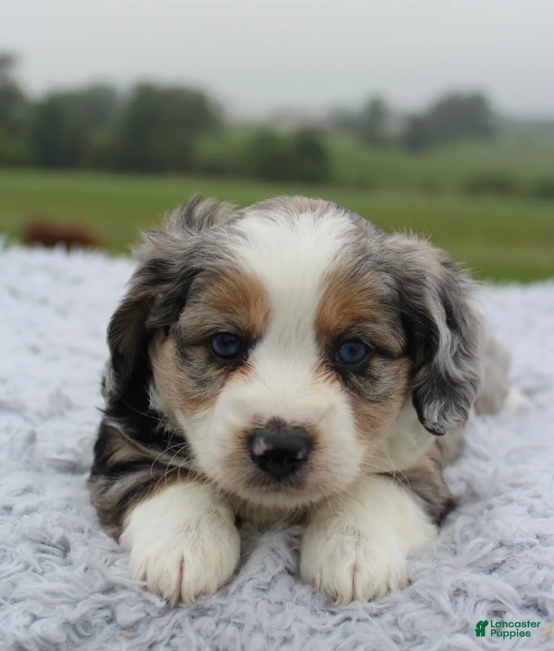 Mini Aussiedoodle dogs for sale: Mini Aussiedoodle 1 - Ad 5