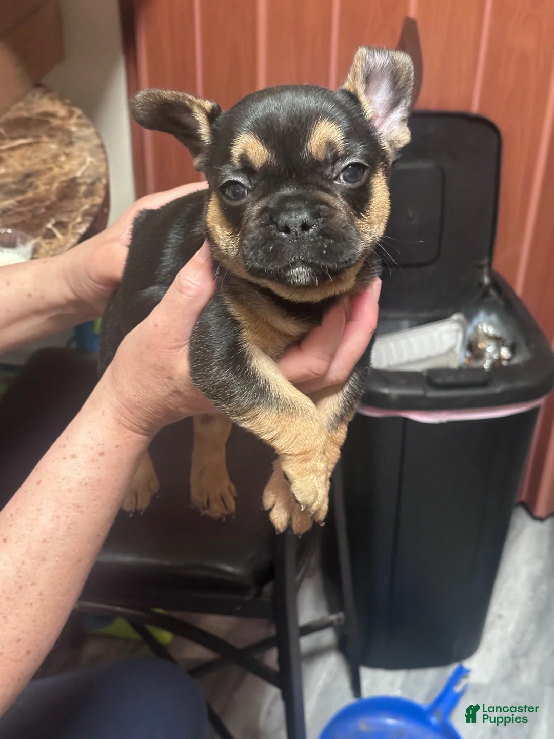 French Bulldog dogs for sale: French Bulldog Puppy 3 - Ad 6