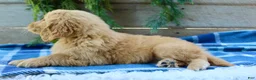 Golden Retriever dogs for sale: Billy - Ad 3