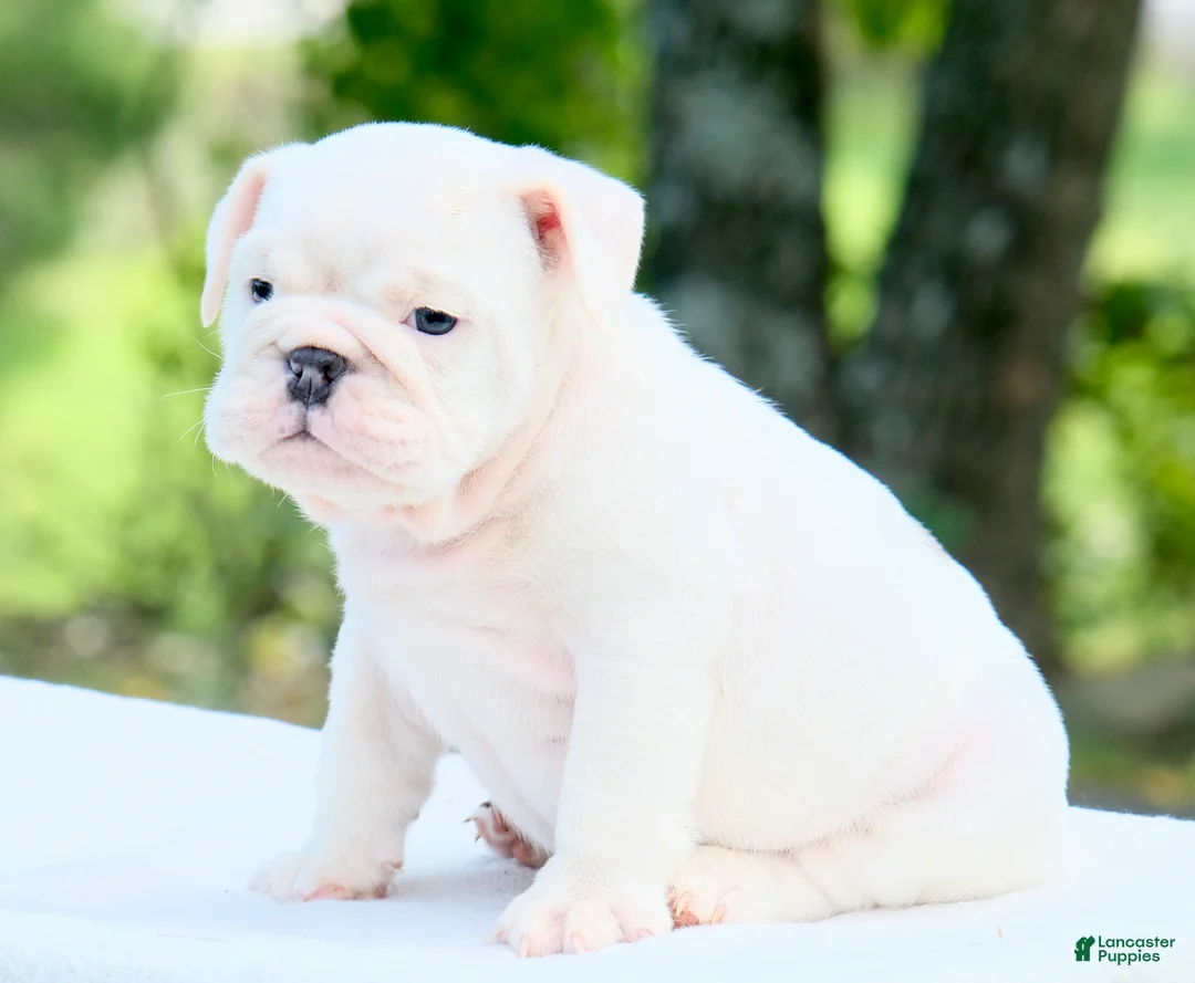 English Bulldog dogs for sale: Thor  - Ad 2