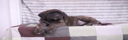 English Mastiff dogs for sale: Ivy - Ad 2