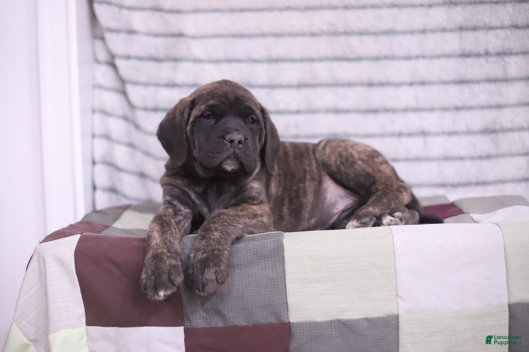 English Mastiff dogs for sale: Ivy - Ad 2