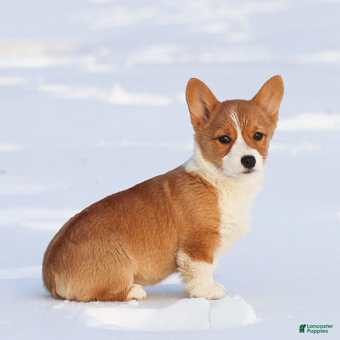 Welsh Corgi Pembroke dogs for sale: Karina Welsh Corgi Pembroke - Ad 10