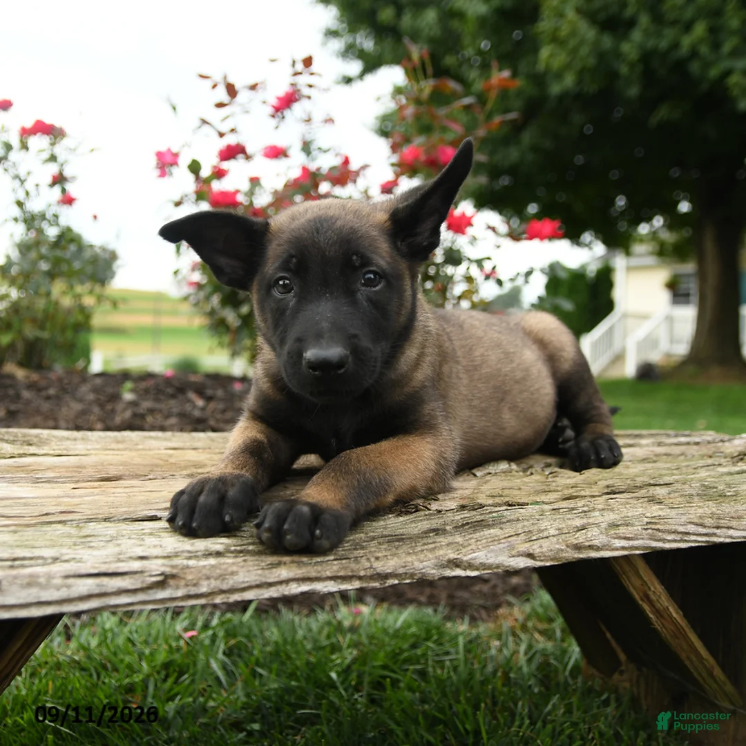 Belgian Malinois dogs for sale: Diesel - Ad 3
