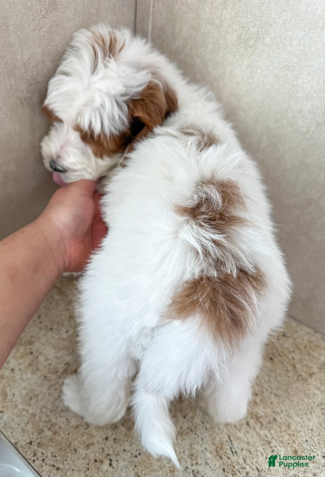 Goldendoodle dogs for sale: Ivy - Ad 5
