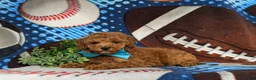 Miniature Poodle dogs for sale: Sammy 10 lbs Full Grown - Ad 4