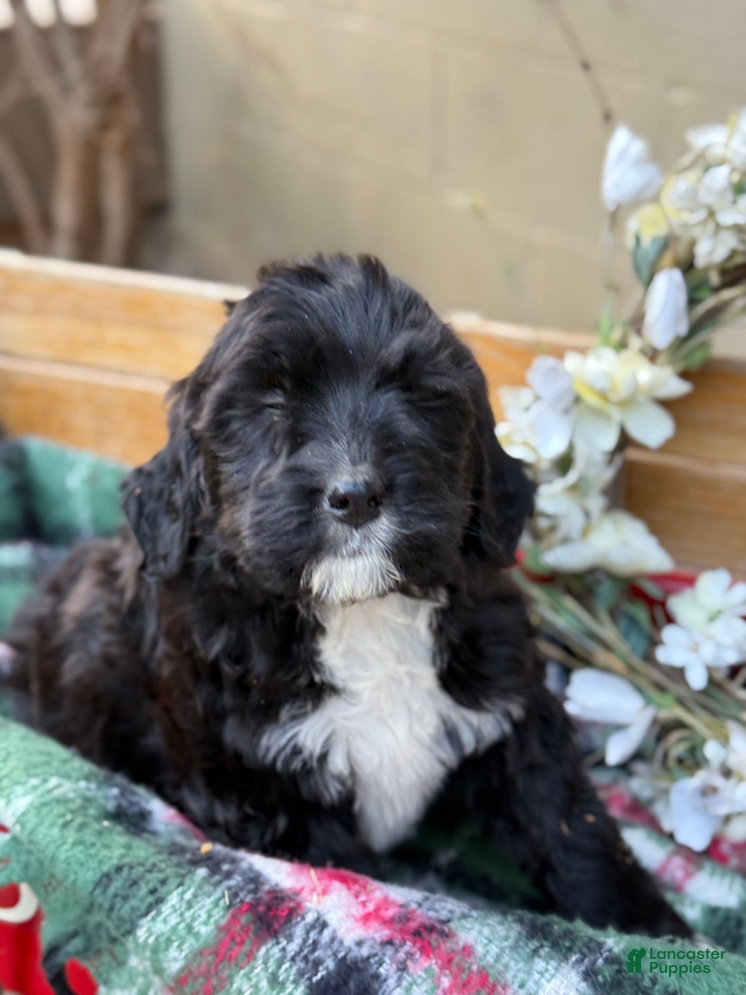 Mixed Breed dogs for sale: Raine - Ad 3