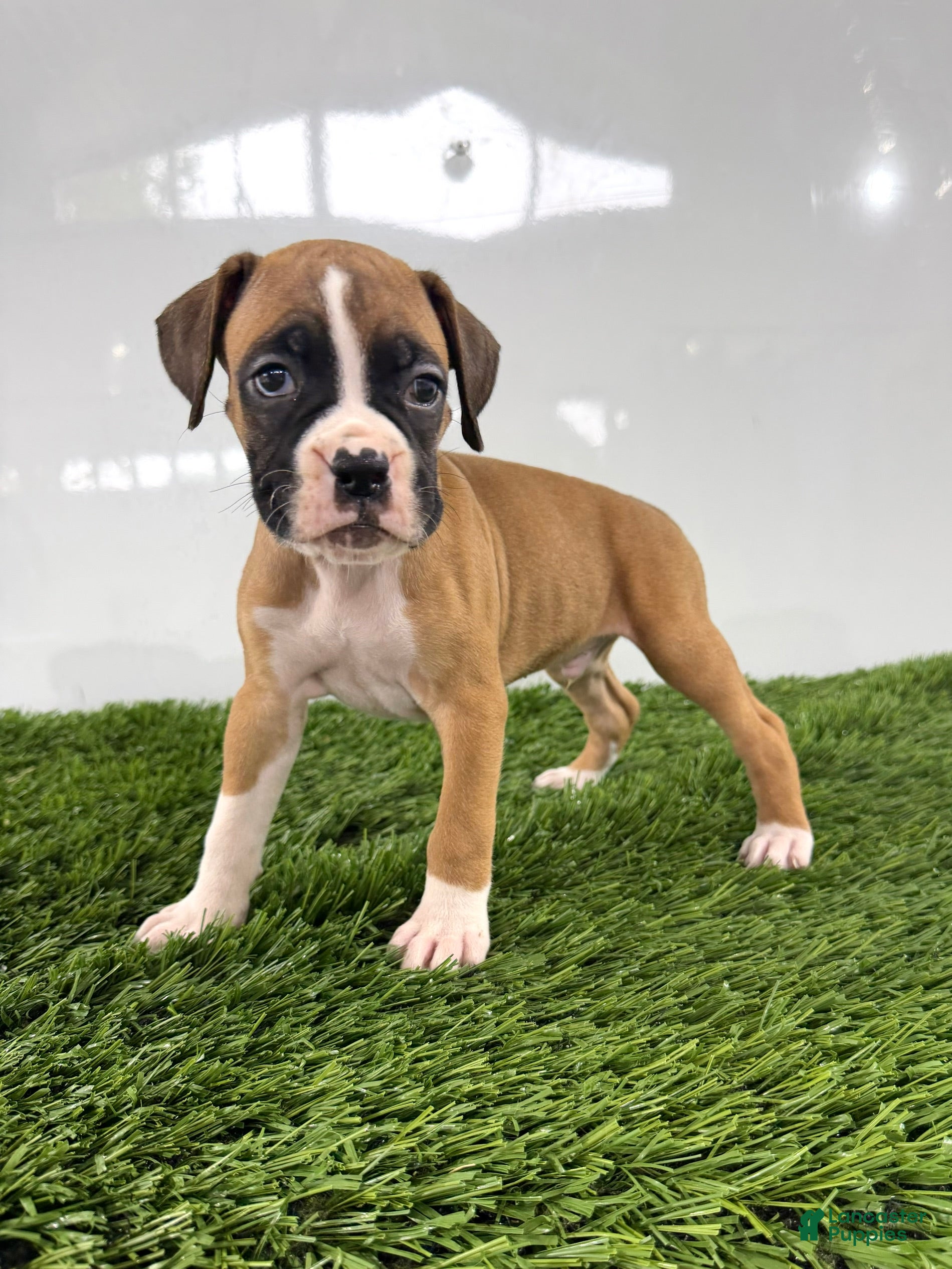 Boxer dogs Mario - Ad 2