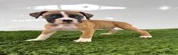 Boxer dogs for sale: Mario - Ad 2