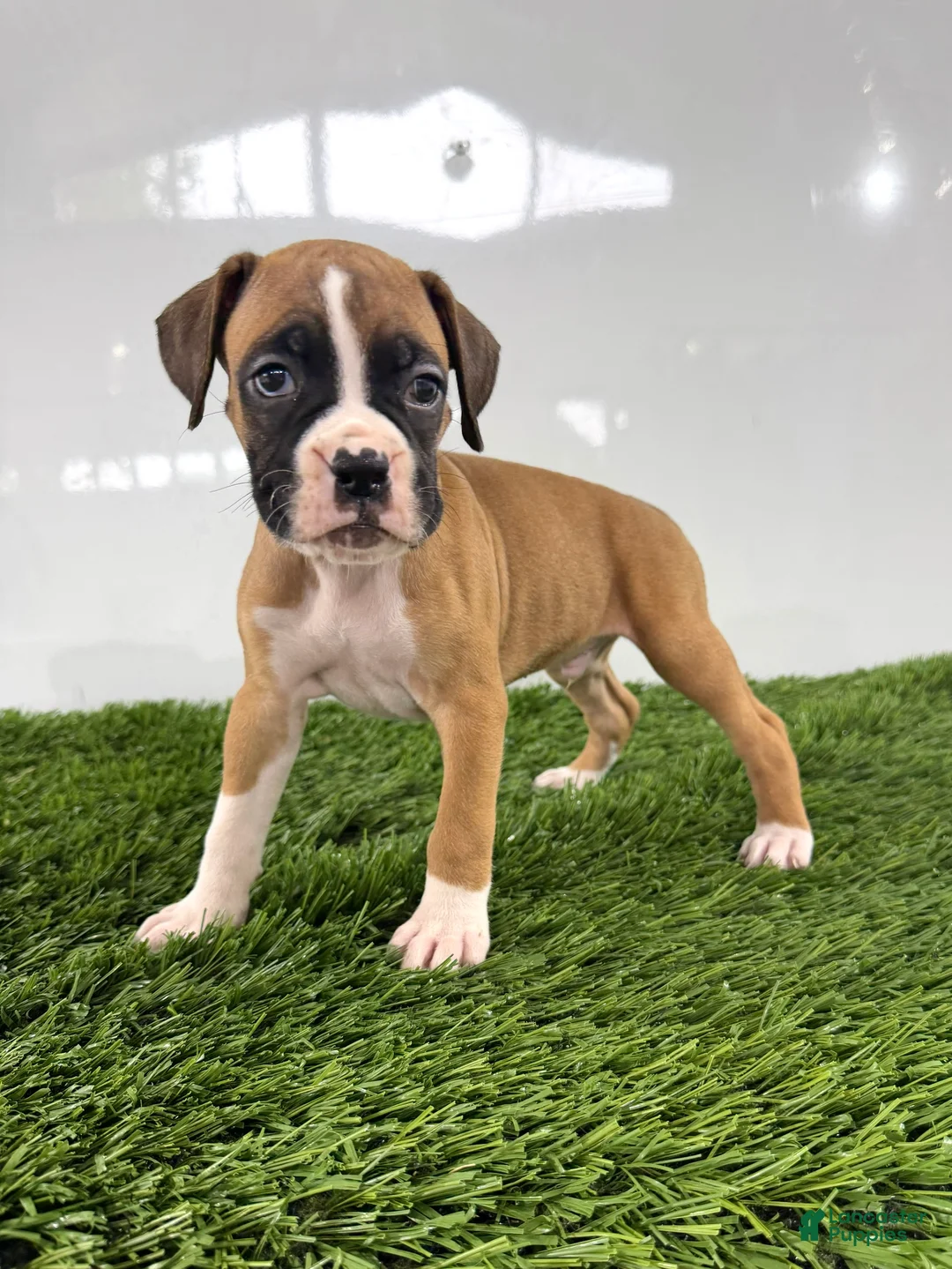 Boxer dogs for sale: Mario - Ad 2