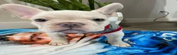 French Bulldog dogs for sale: Marshmallow - Ad 3