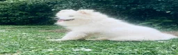 Samoyed dogs for sale: Alyosha  - Ad 2