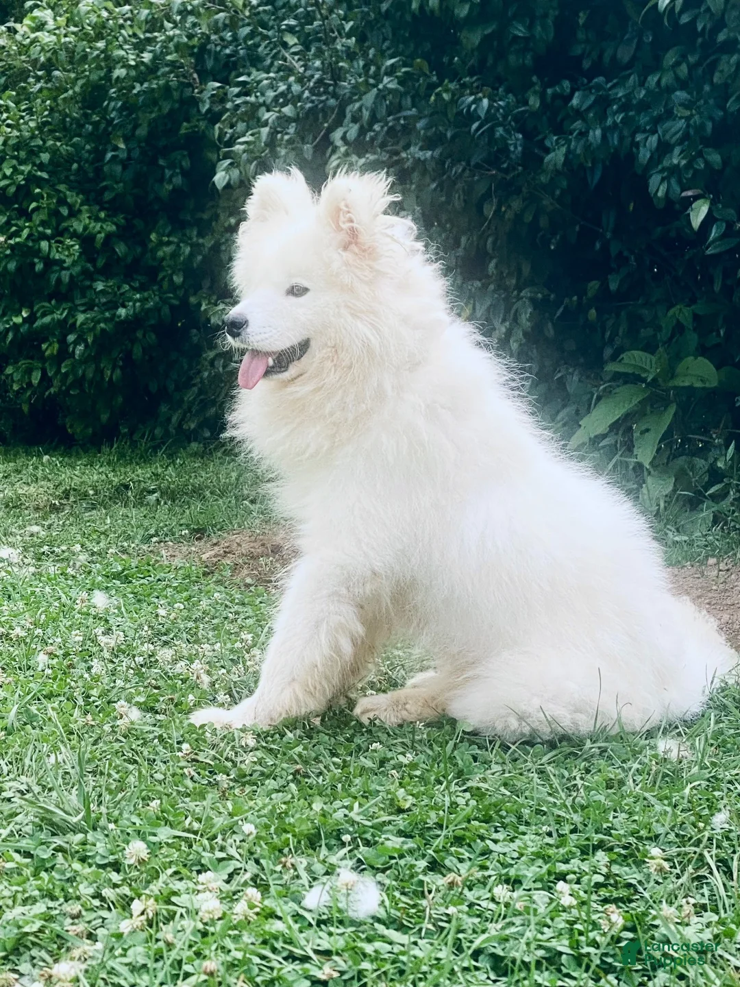 Samoyed dogs for sale: Alyosha  - Ad 2