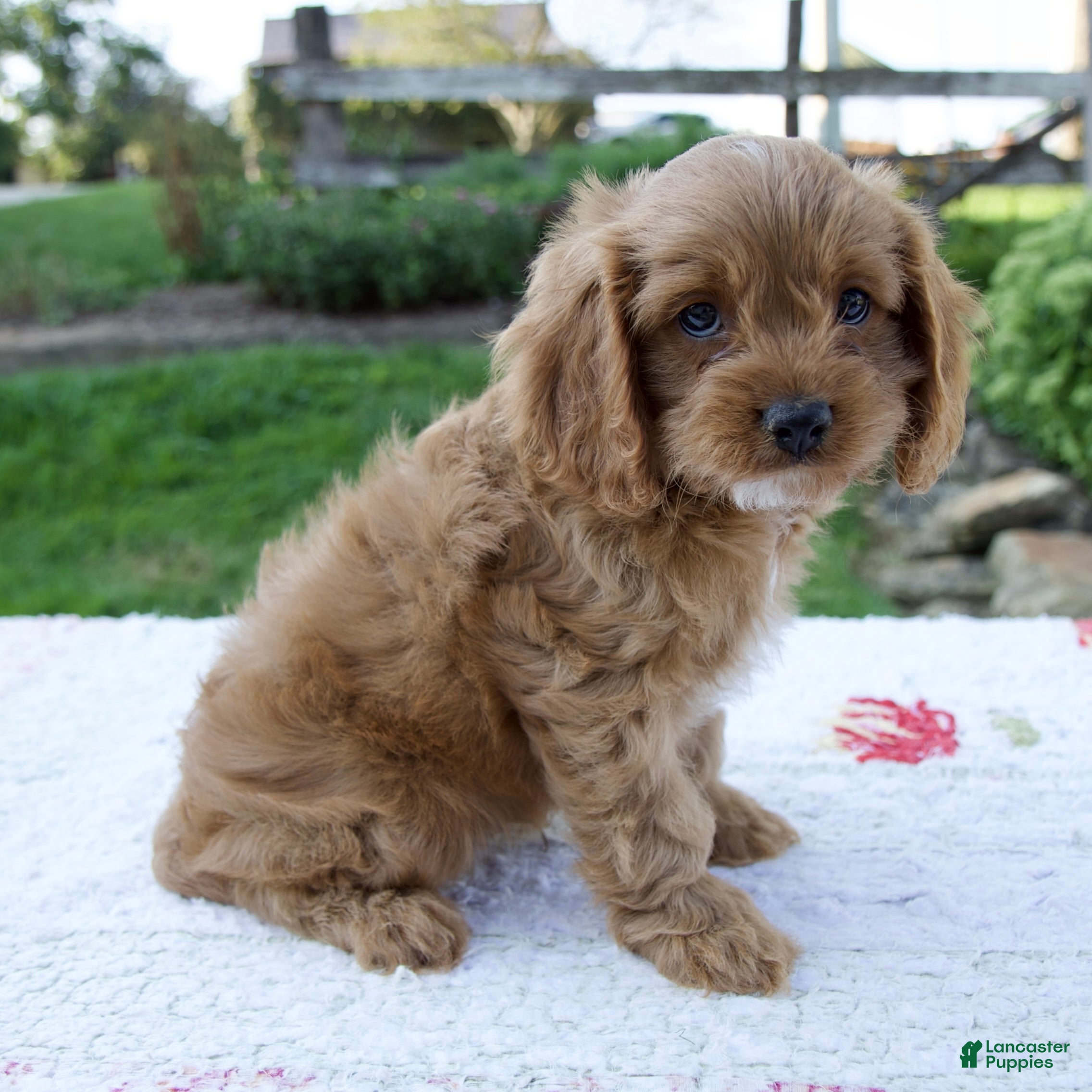 Cavapoo dogs Echo - Ad 2