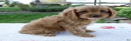 Cavapoo dogs for sale: Echo - Ad 2