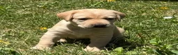 Labrador Retriever dogs for sale: Yellow Collar Puppy 6 - Ad 1