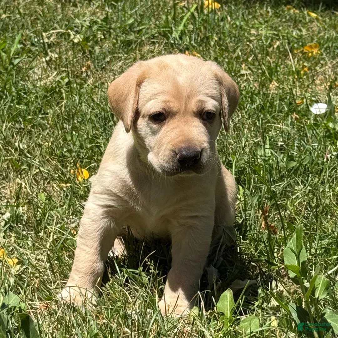 Labrador Retriever dogs for sale: Yellow Collar Puppy 6 - Ad 1
