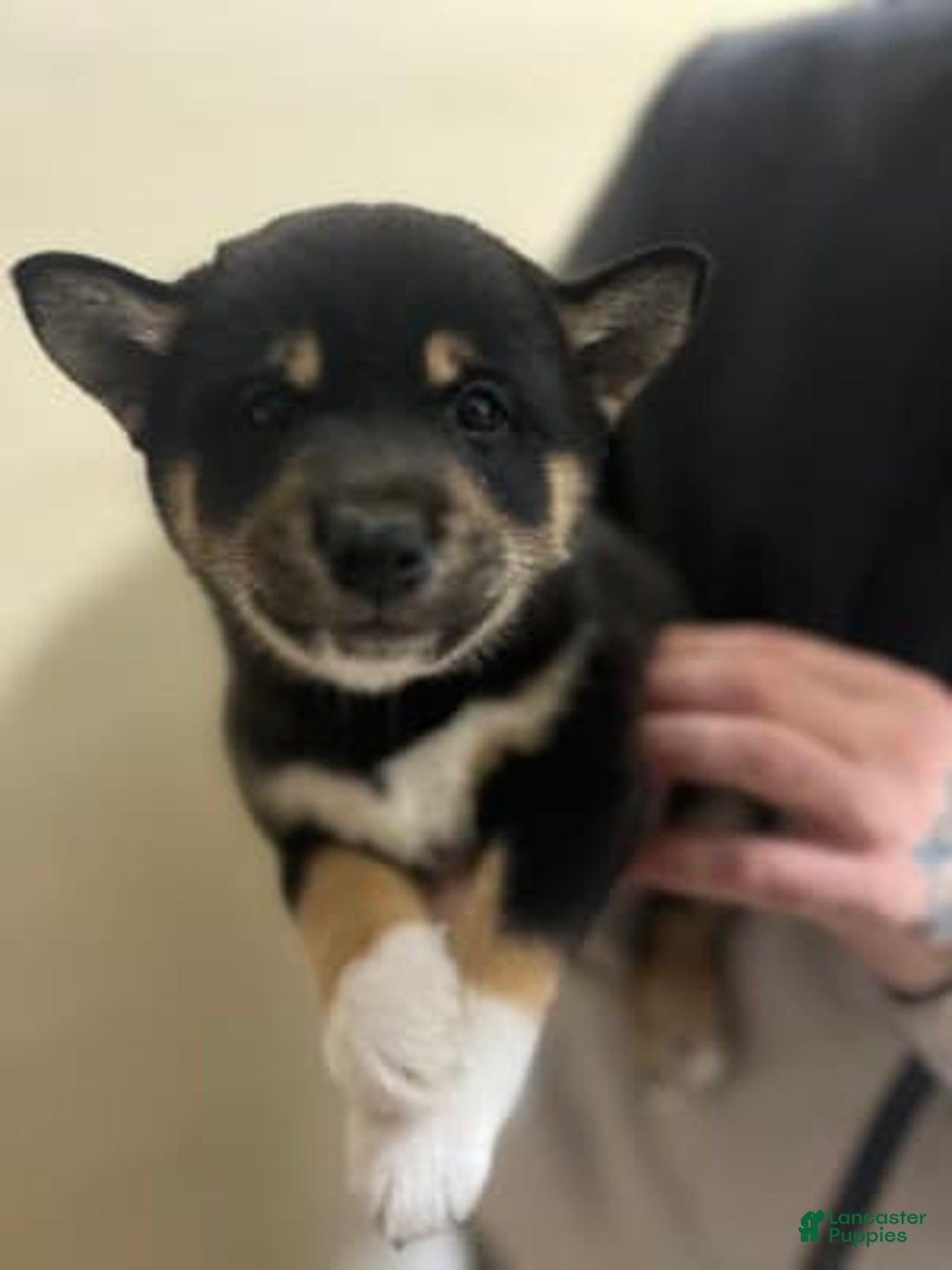 Gallery Image {{count}}