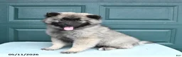 Keeshond dogs for sale: Scout - Ad 3