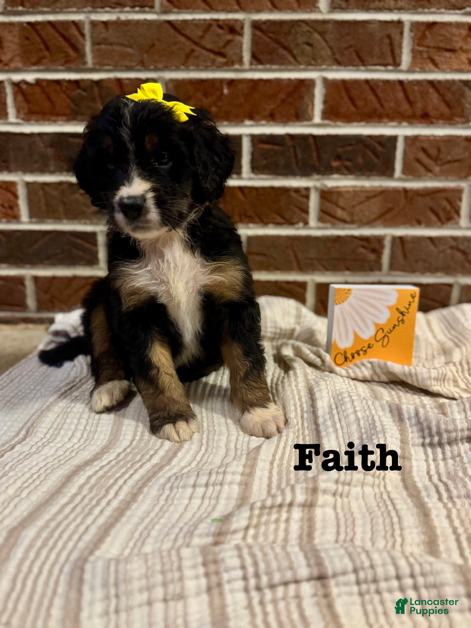 Bernedoodle dogs Faith  - Ad 13