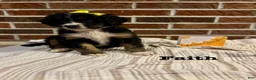 Bernedoodle dogs for sale: Faith  - Ad 2