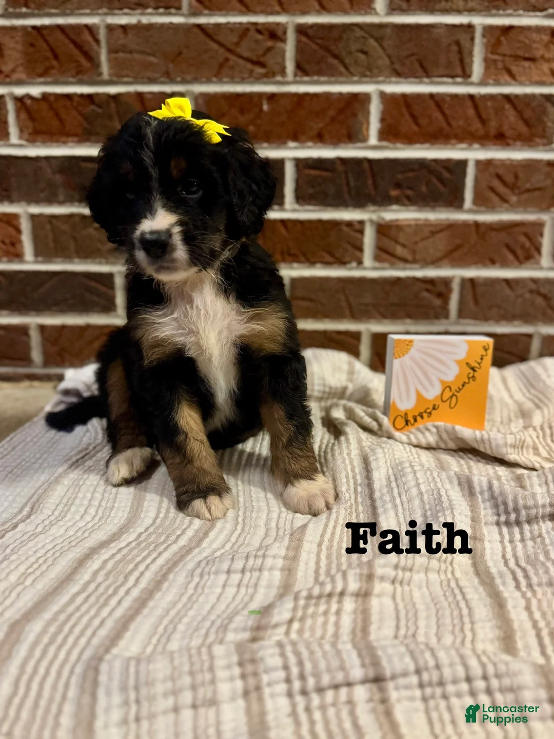 Bernedoodle dogs for sale: Faith  - Ad 2