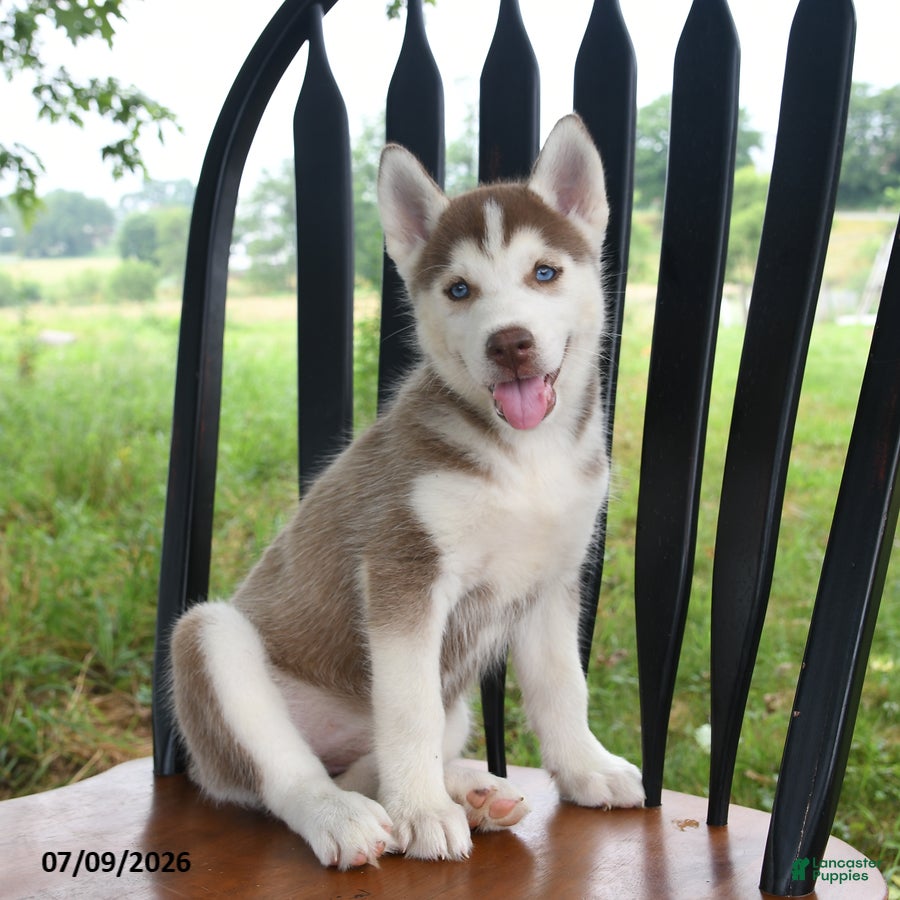 Siberian Husky dogs Shasta - Ad 1