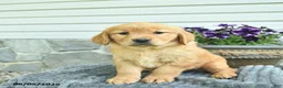 Golden Retriever dogs for sale: Trixie  - Ad 5
