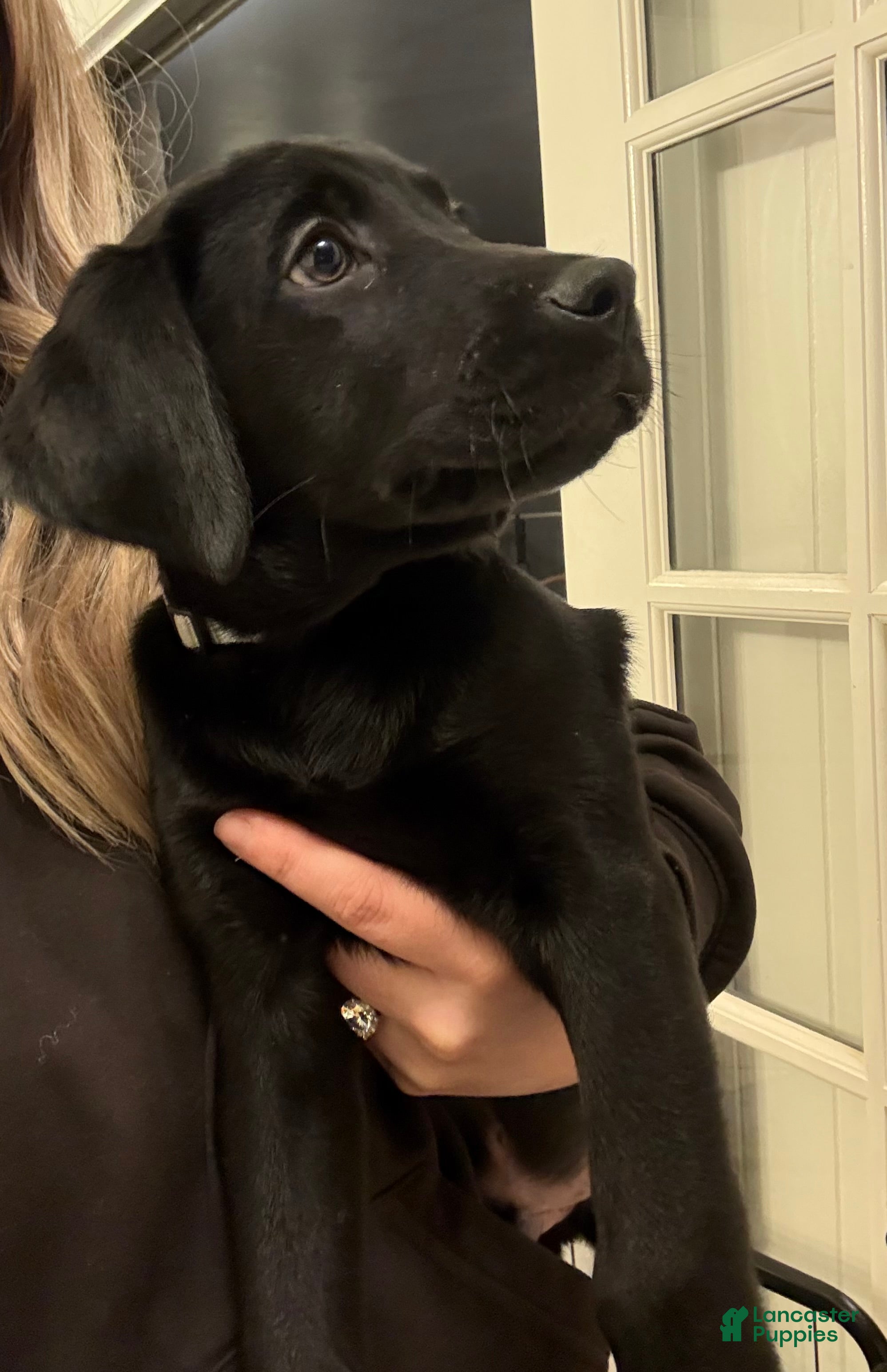 Labrador Retriever dogs White Collar Male - Ad 1