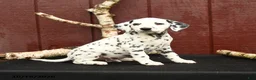 Dalmatian dogs for sale: Jeep - Ad 2