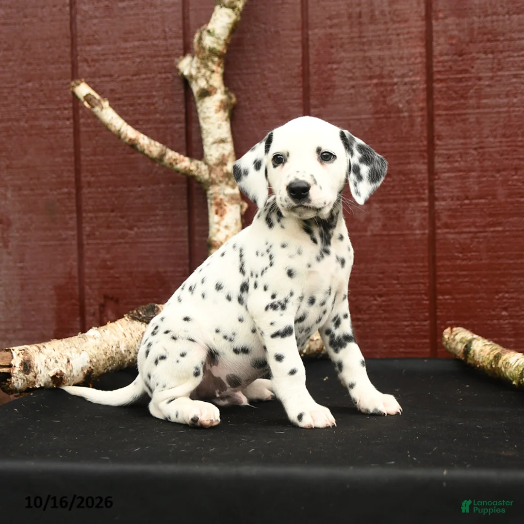 Dalmatian dogs for sale: Jeep - Ad 2