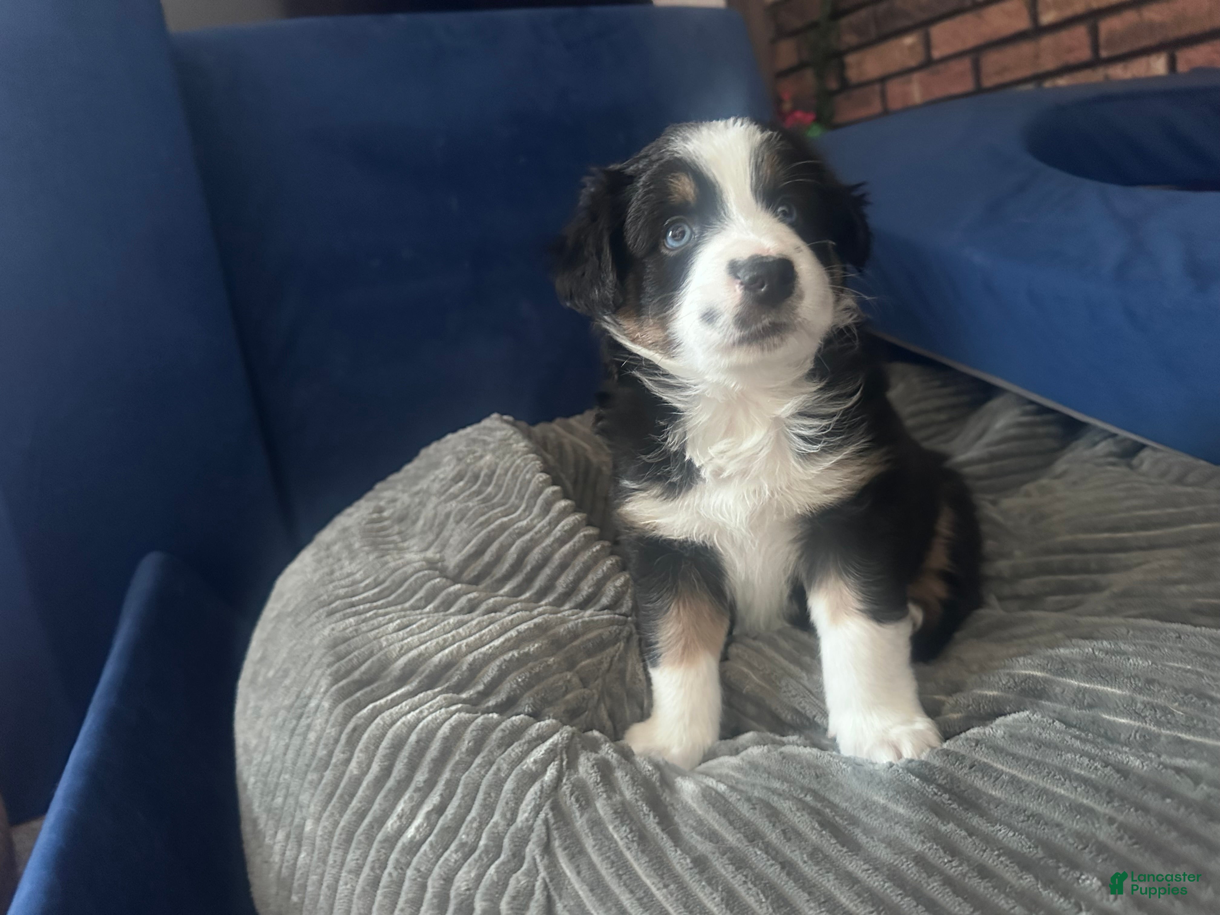 Australian Shepherd dogs Rocky - Ad 6