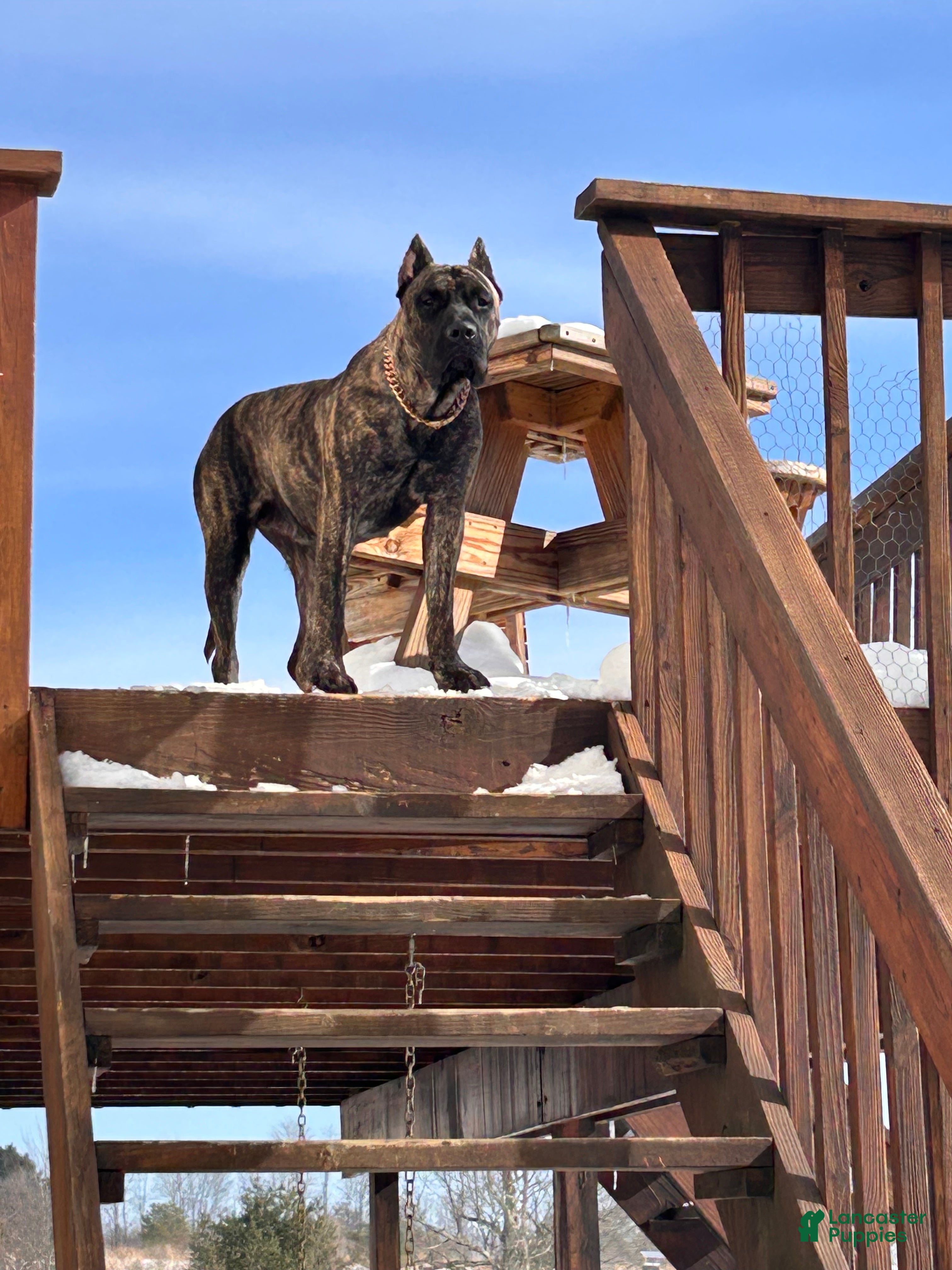 Presa Canario dogs Presa Canario Puppy 1 - Ad 1