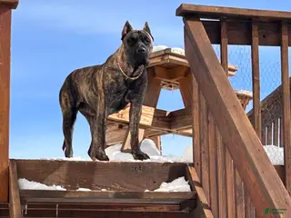 Presa Canario dogs Presa Canario Puppy 1 - Ad 1