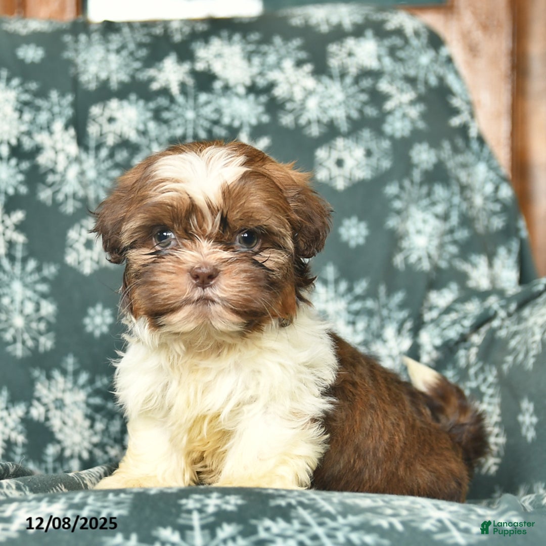 Shih Tzu dogs for sale: Crystal - Ad 1