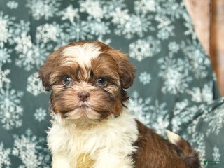 Shih Tzu dogs Crystal - Ad 5