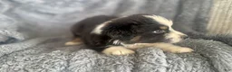 Australian Shepherd dogs for sale: Buttercup - Ad 4