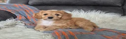Cockapoo dogs for sale: Joey - Ad 1