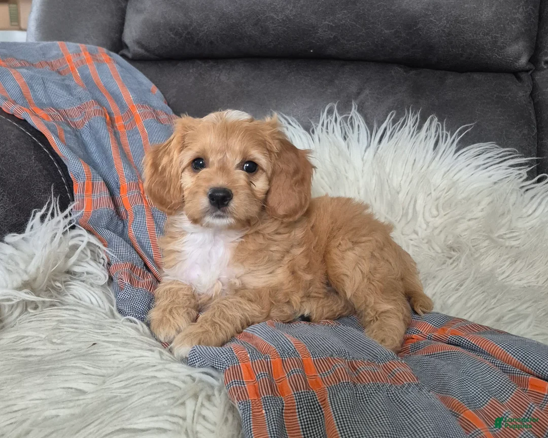Cockapoo dogs for sale: Joey - Ad 1