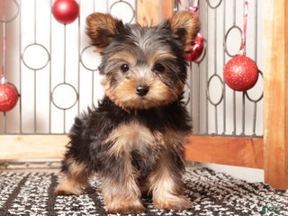Yorkshire Terrier dogs Larry - Ad 1