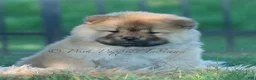 Chow Chow dogs for sale: Meesha - Ad 4
