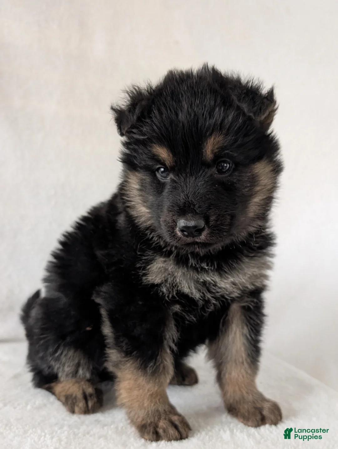 German Shepherd dogs for sale: Kenzie  - Ad 5