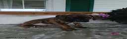 Boxer dogs for sale: Alex - Ad 3