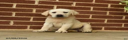 Labrador Retriever dogs for sale: Bubbles - Ad 1