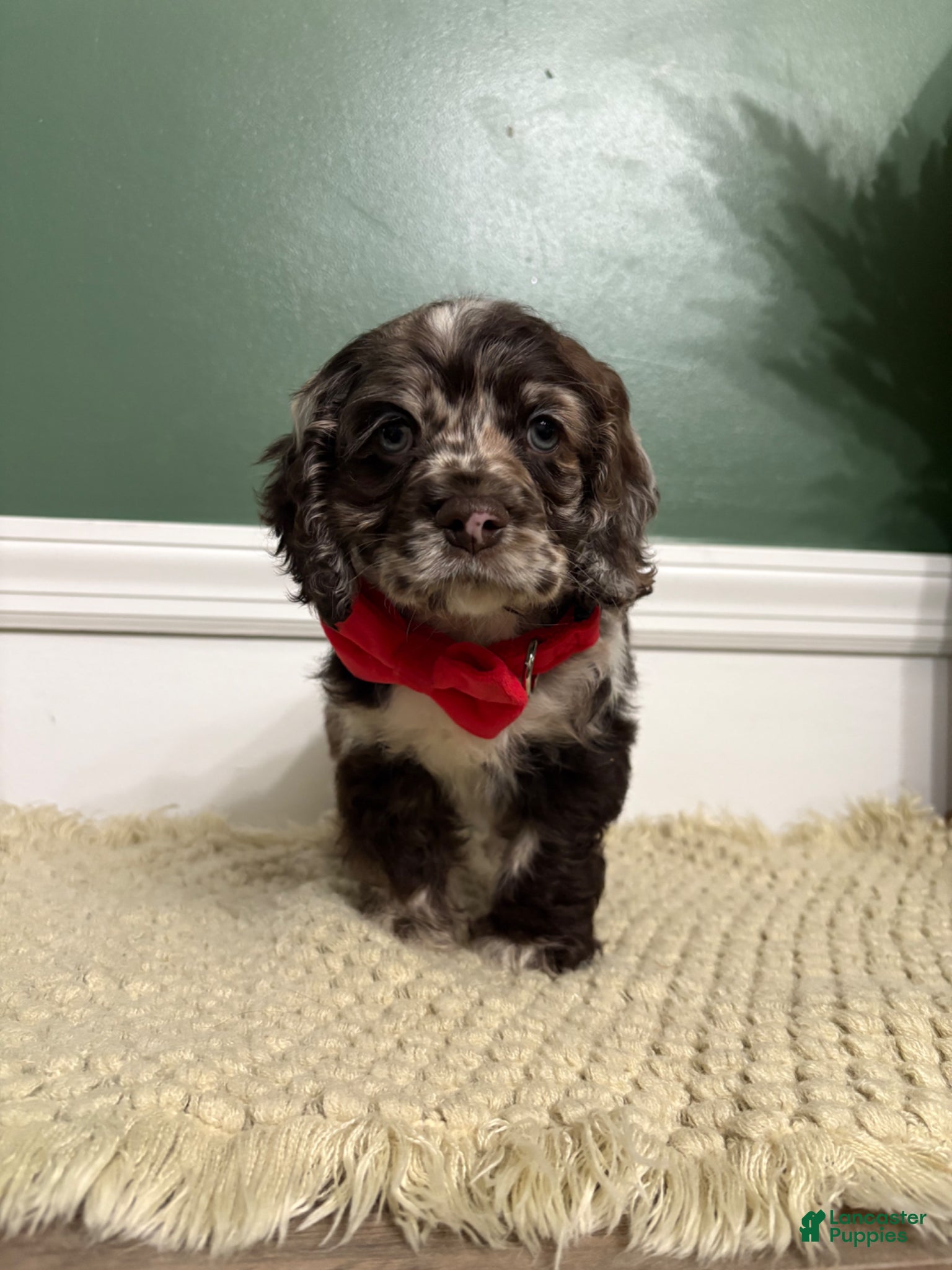 Cocker Spaniel dogs Merle Haggard - Ad 2