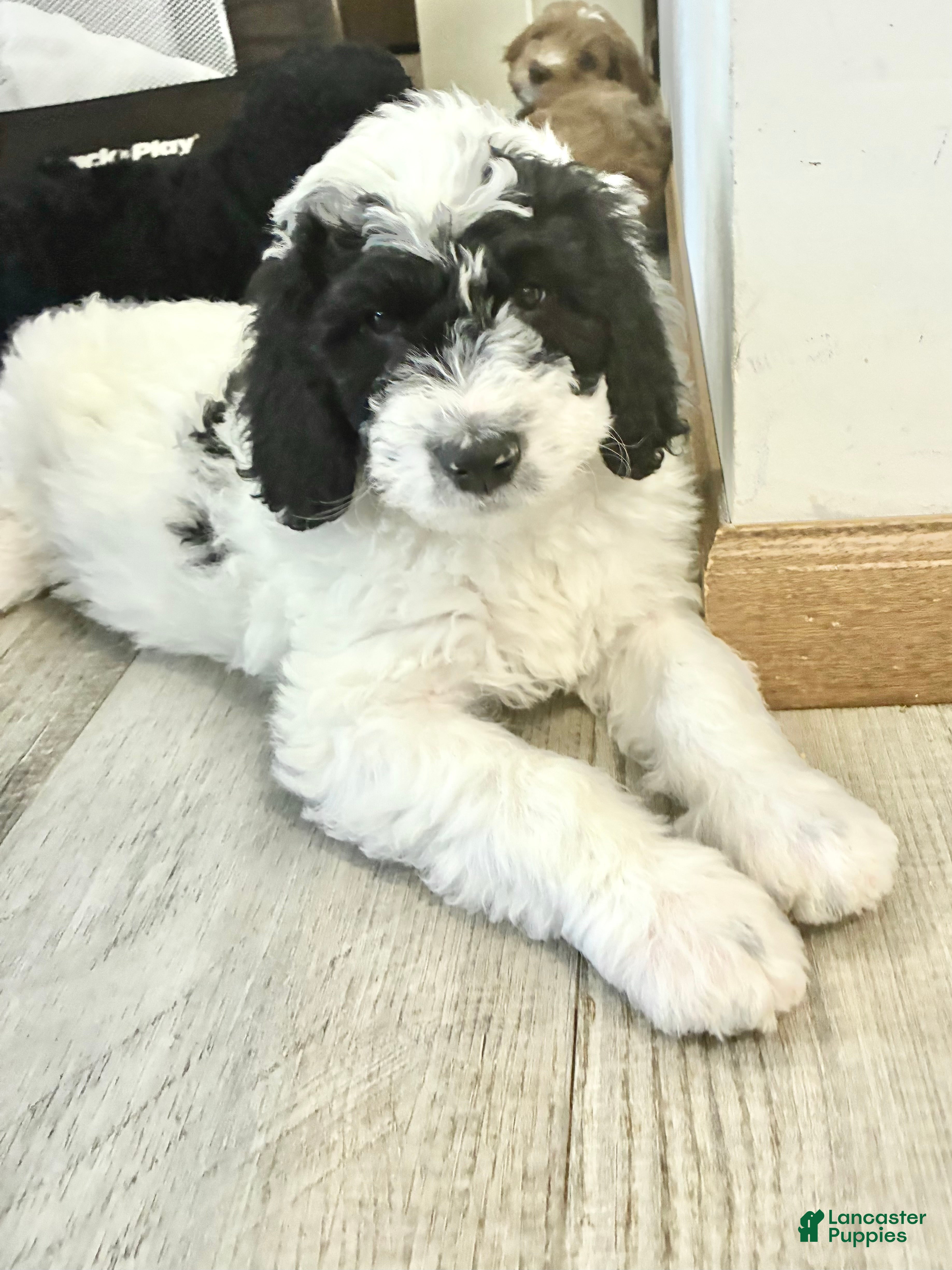 Bernedoodle dogs for sale: Bernedoodle Boy Spike - Ad 2