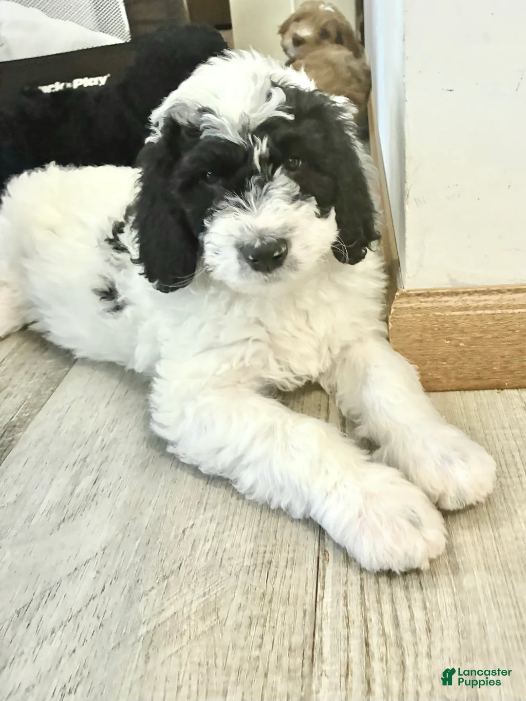 Bernedoodle dogs for sale: Bernedoodle Boy Spike - Ad 1